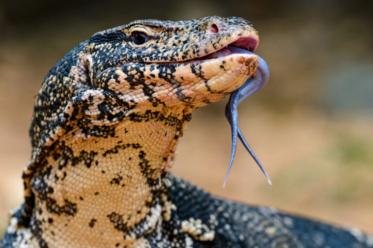 Portrait of a water monitor.