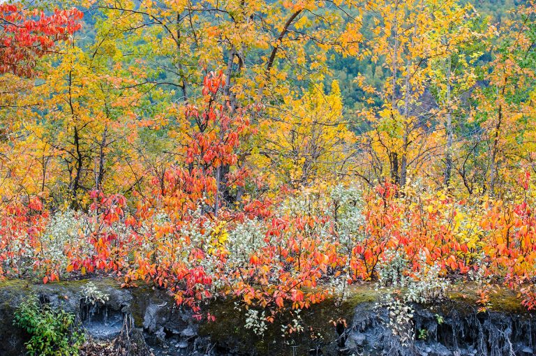 Bushes in autumn colors in Wrangell St Elias National Park in Alaska