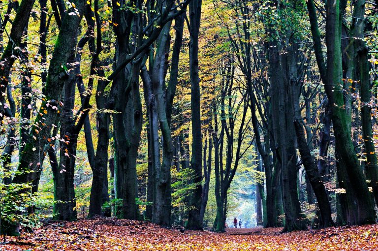 Autumn mood Speulderbos