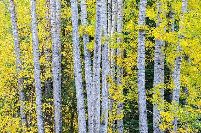 Trees in yellow autumn colors