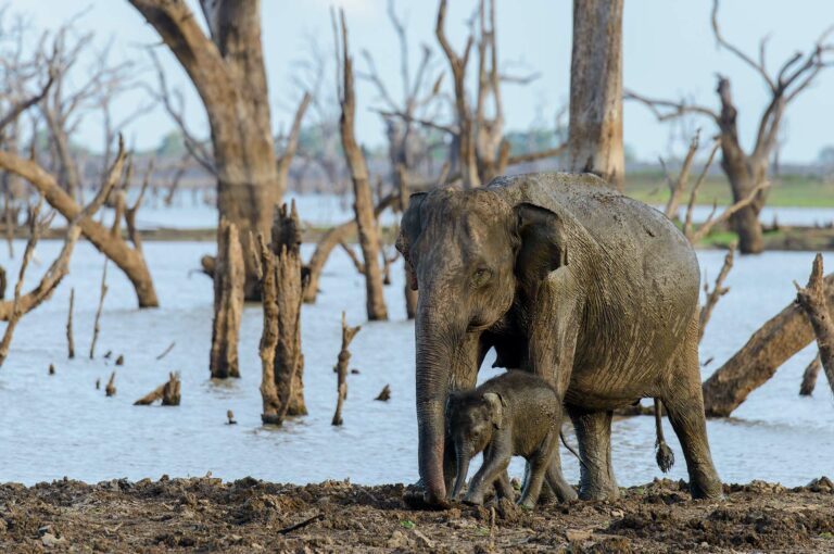 Vrouwtje en jong Aziatische olifant tegen een achtergrond van dode bomen in stuwmeer.