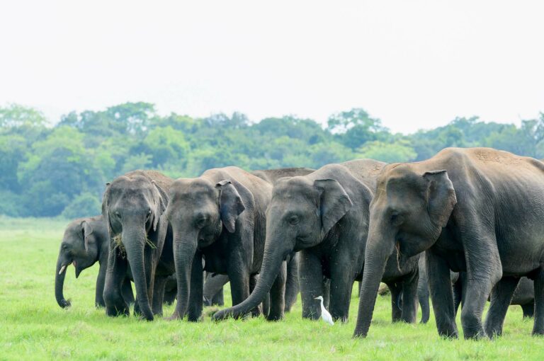 Aziatische olifanten, groep met jongen, koereiger in voorgrond.