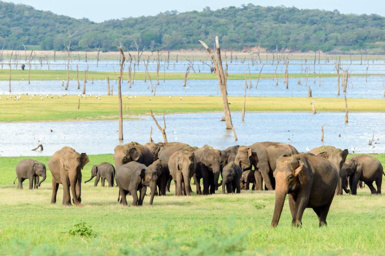 Grote groep Aziatische olifanten bij meer in Sri Lanka.