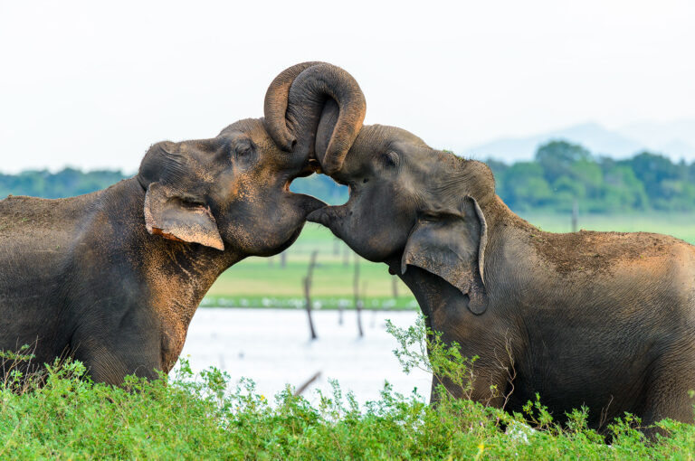 Spelende Aziatische olifanten, de slurfen in elkaar verstrengeld.
