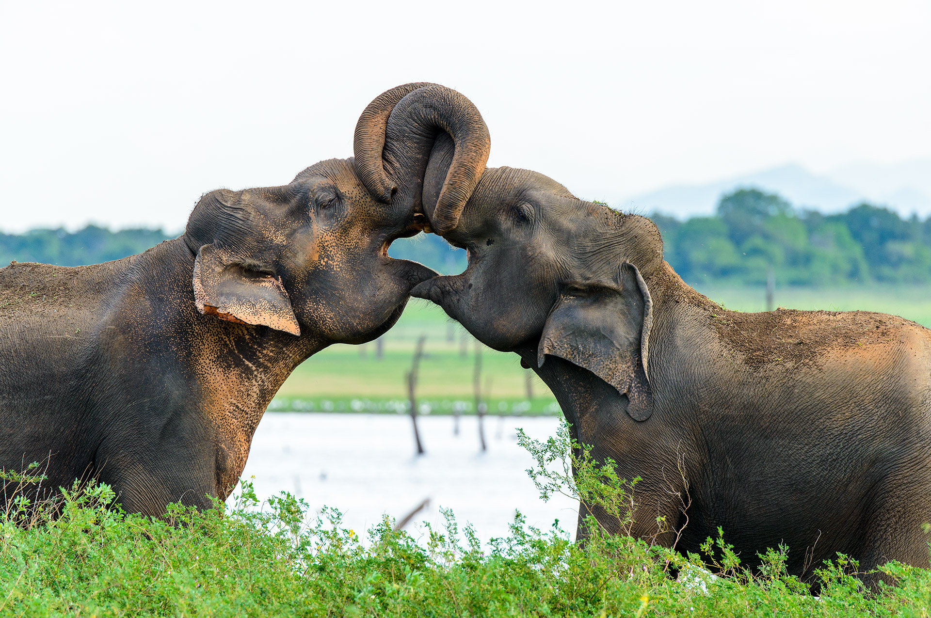 Spelende Aziatische olifanten, de slurven in elkaar verstrengeld.