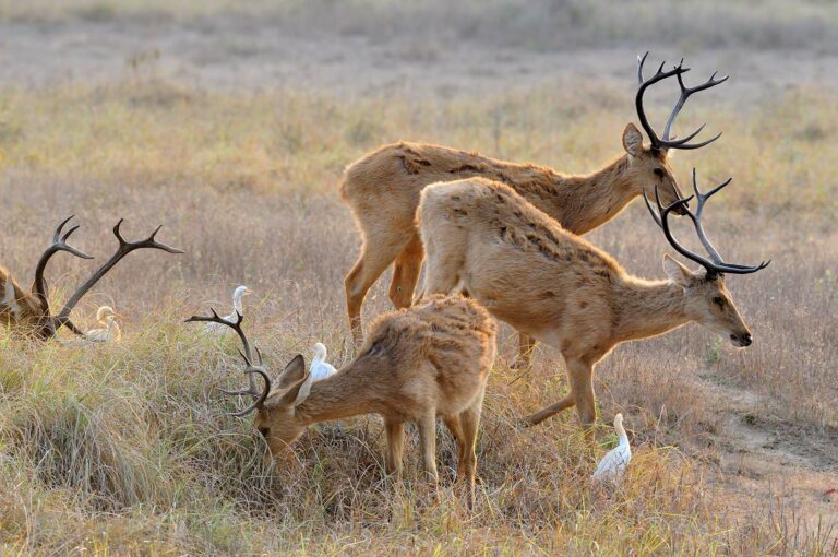 Vier mannetjes moerasherten of barasingha met koereigers.