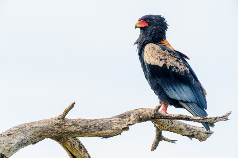 Bird of prey, a bateleur, in a ree