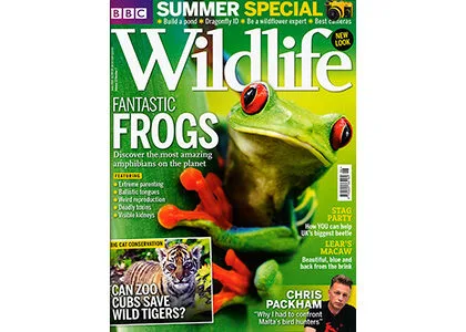 Coverfoto roodoogboomkikker van BBC Wildlife Magazine juni 2024