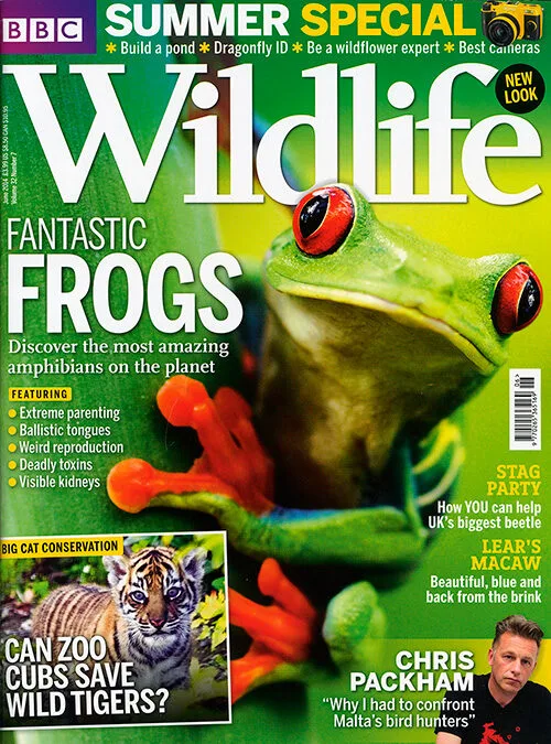 Coverfoto roodoogboomkikker van BBC Wildlife Magazine juni 2024