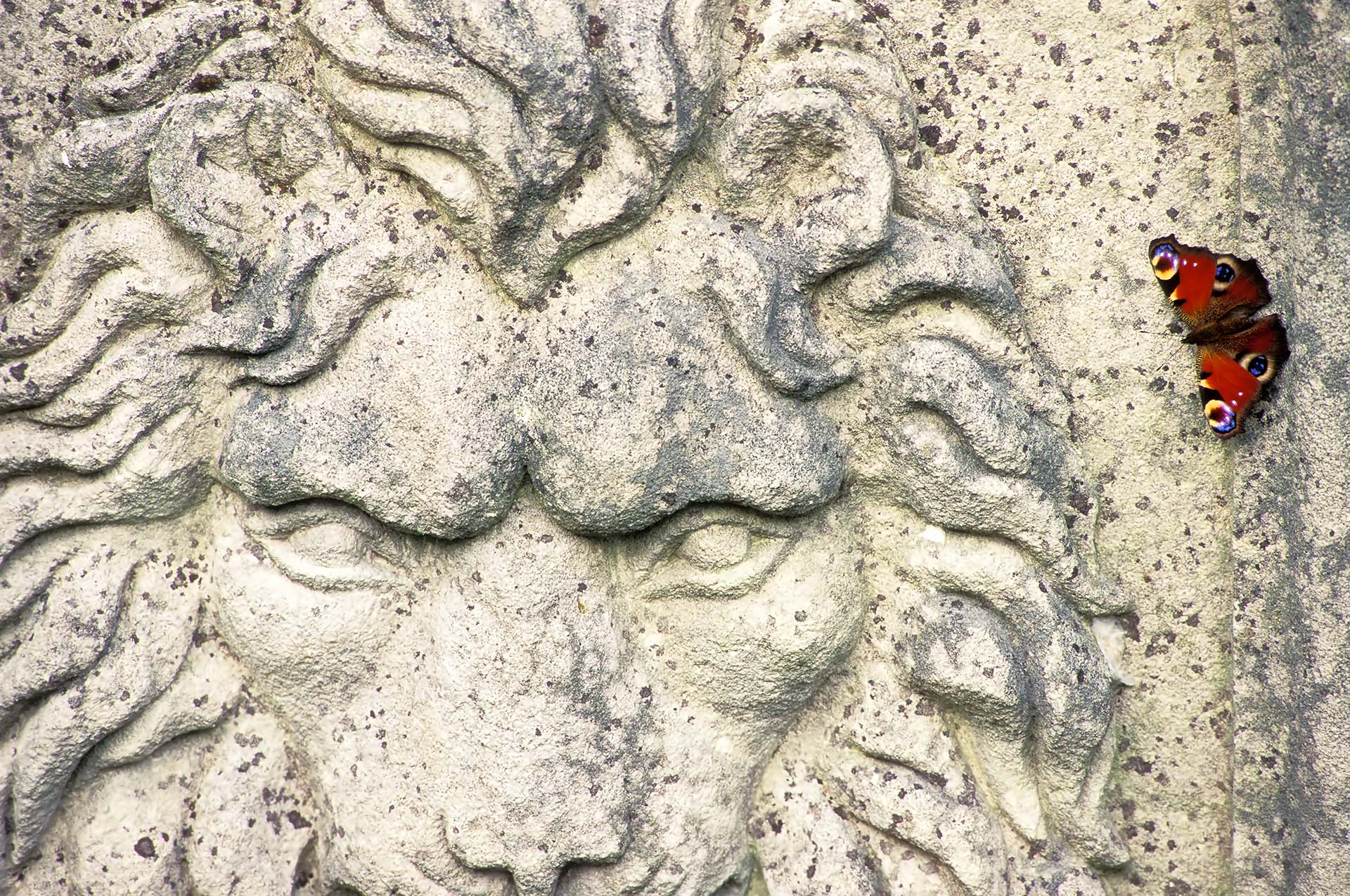 Lion sculpture on garden stone with butterfly