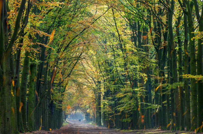 Beech lane Lage Vuursche in autumn