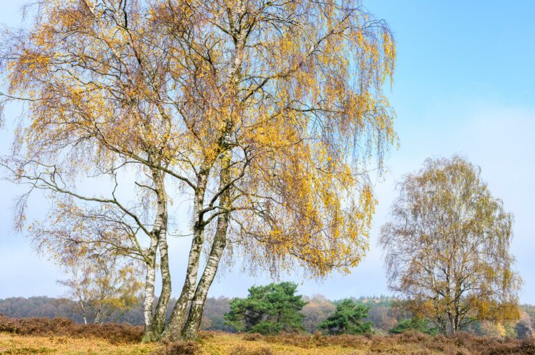 Berken in de herfst op de heide