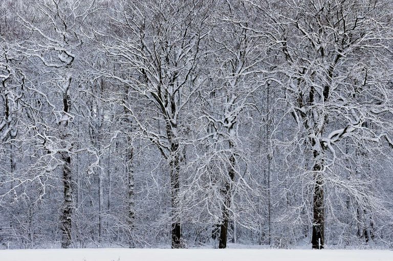 Besneeuwde bomen op landgoed Amelisweerd