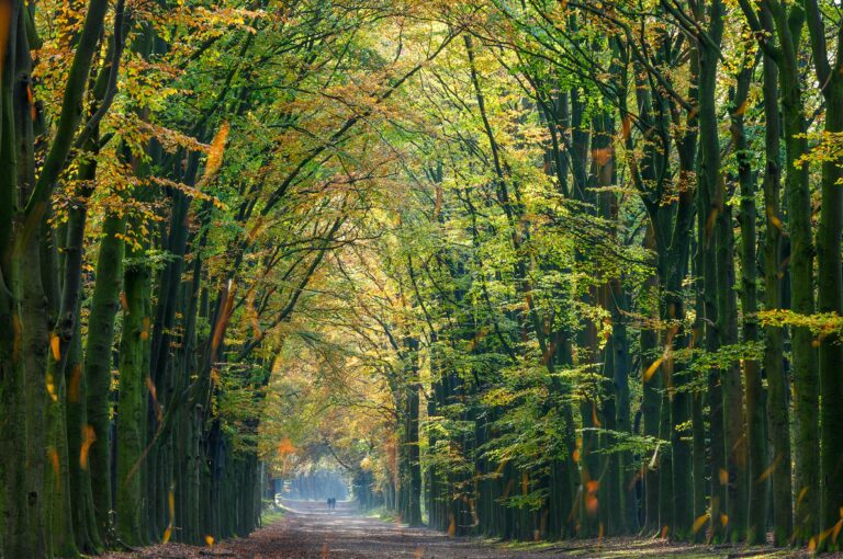 Beukenlaan in herfstige kleuren