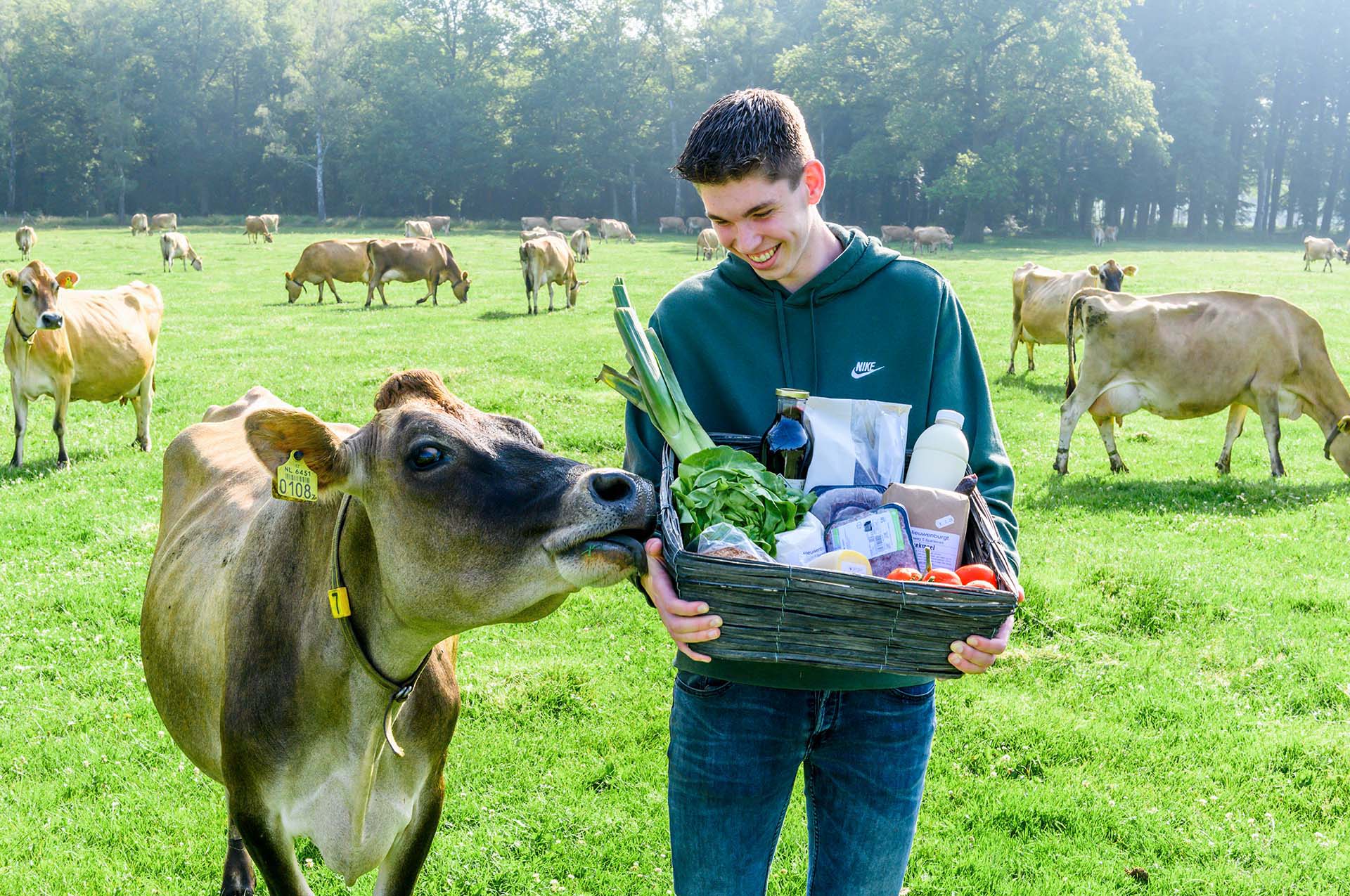 Een koe raakt de hand aan van de zoon van de familie Nieuwenburg die biologische producten vasthoudt. 
