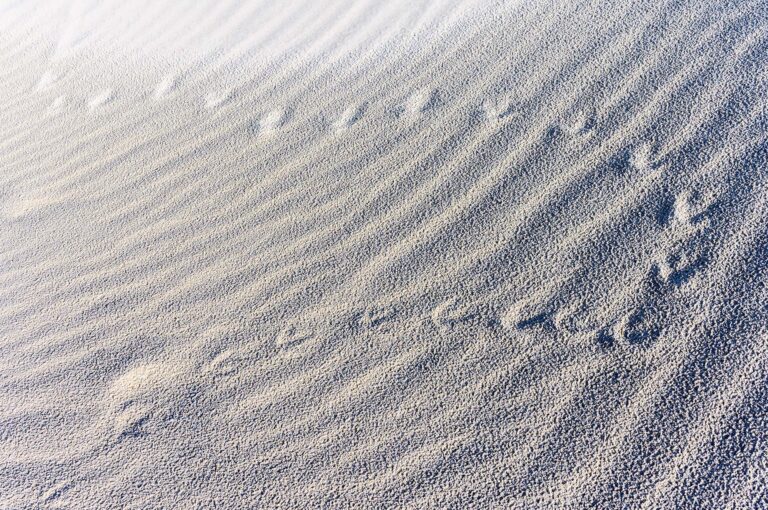 Bird tracks in sand with ripples.