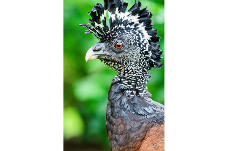 Portrait of a female black curassow, crest raised as a Mohawk