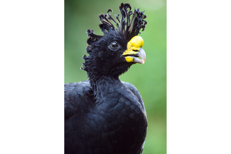 Portrait of a male black curassow