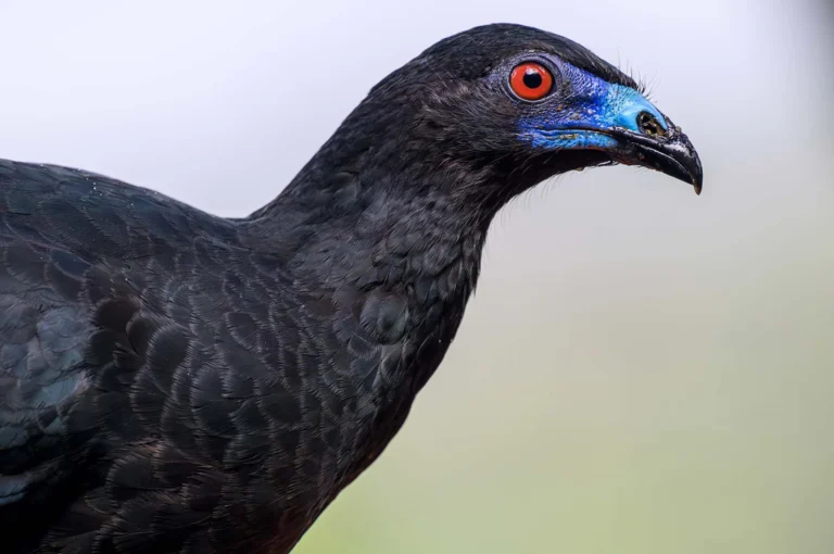 Black Guan