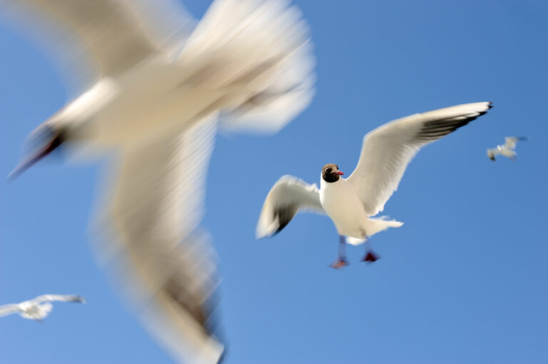 Flying gulls