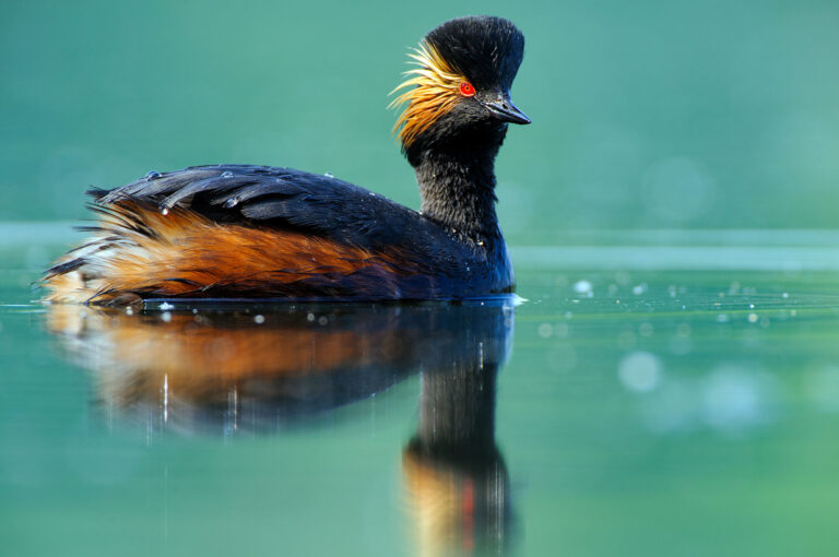 Black-necked grebe in summer plumage