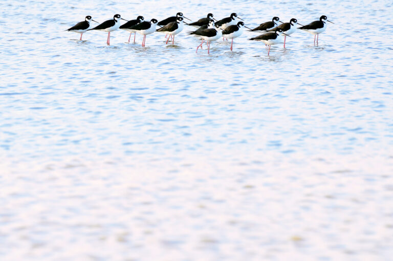 Black-necked stilts lined up in water