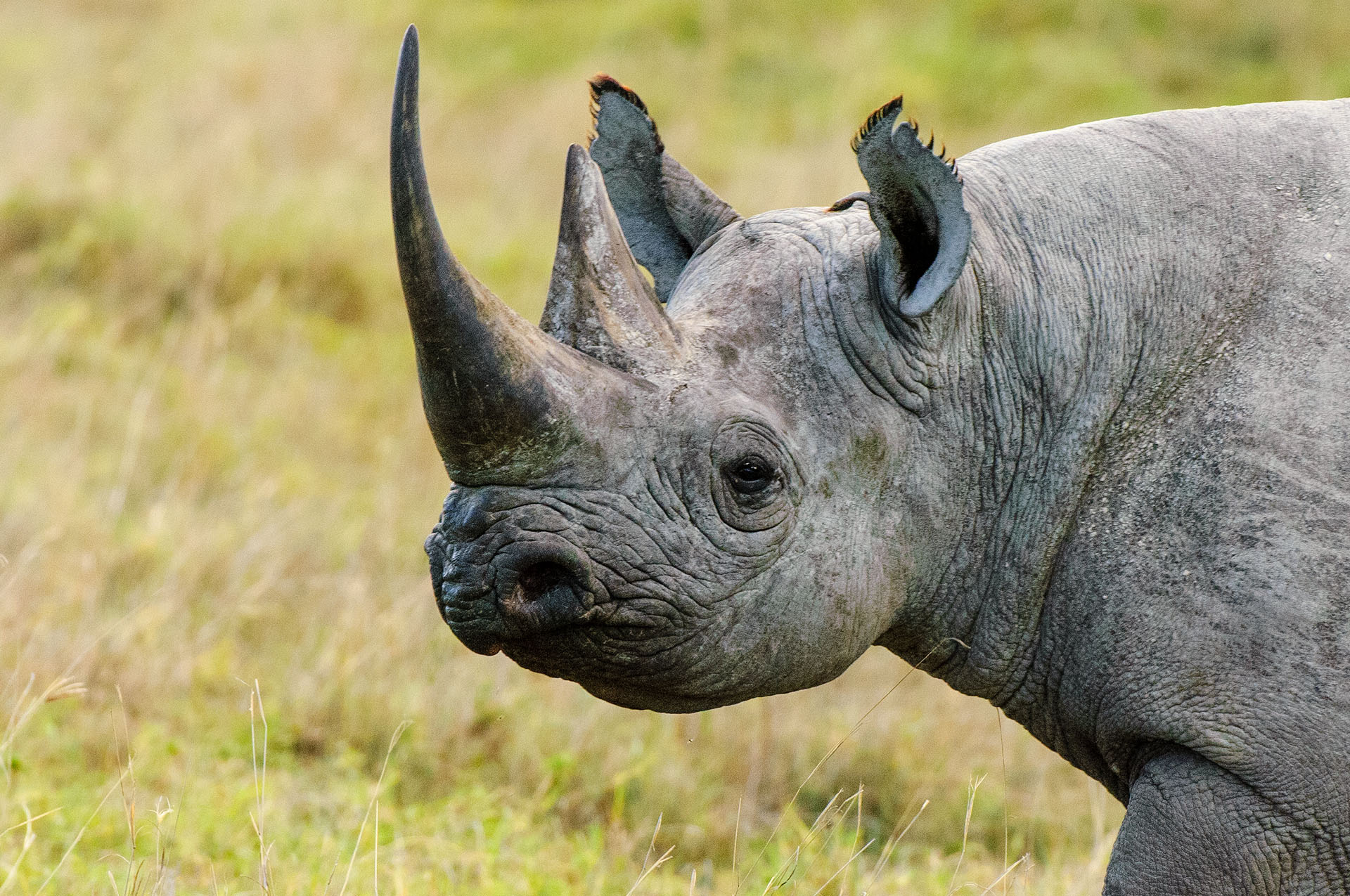 Portrait of a black rhinoceros