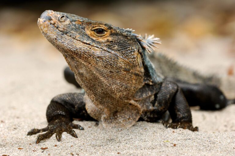 Black spiny-tailed iguana on beach, close up