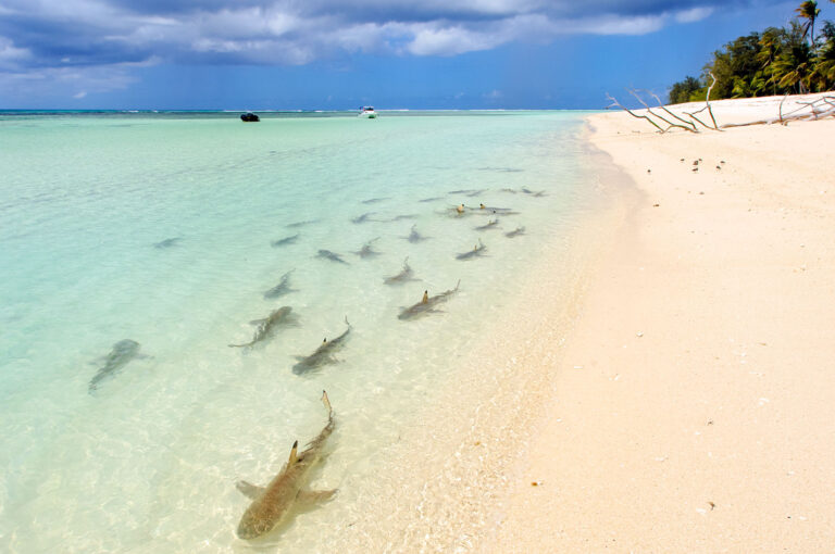 Black-tip reefsharks patrol the shallow water close to a beach