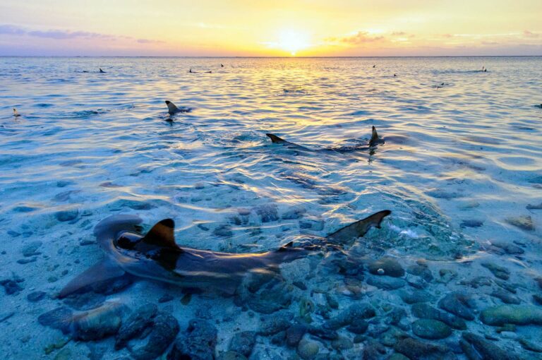 Blacktip reefsharks at sunset in shallow water