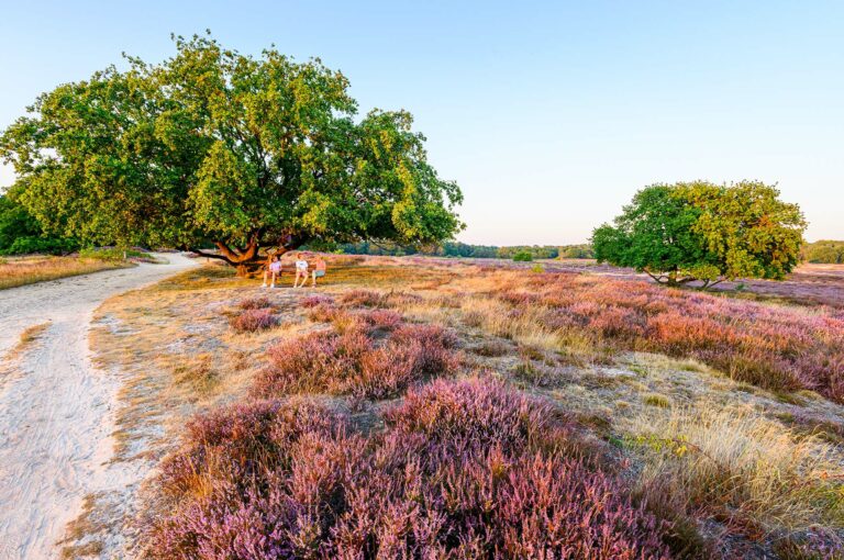 Bloeiende heide en rustende wandelaars