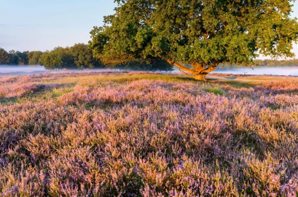 Bloeiende heide en eikenbomen.