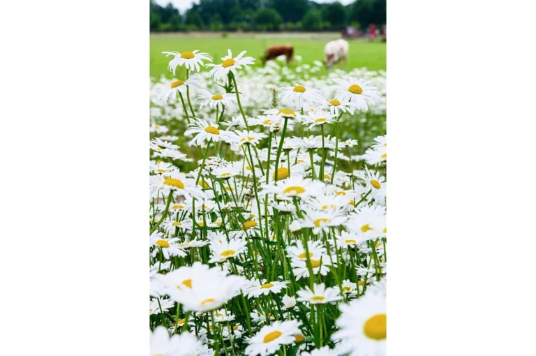 Bloemenstrook natuurinclusieve landbouw. Foto van Martin van Lokven.