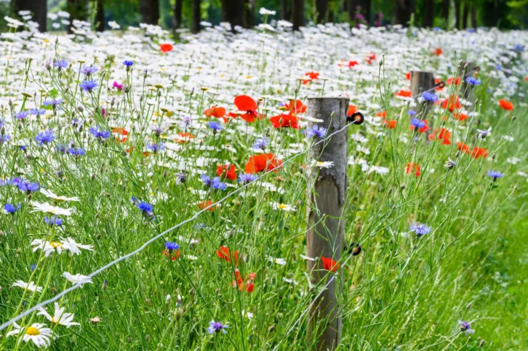 Bloemenstrook