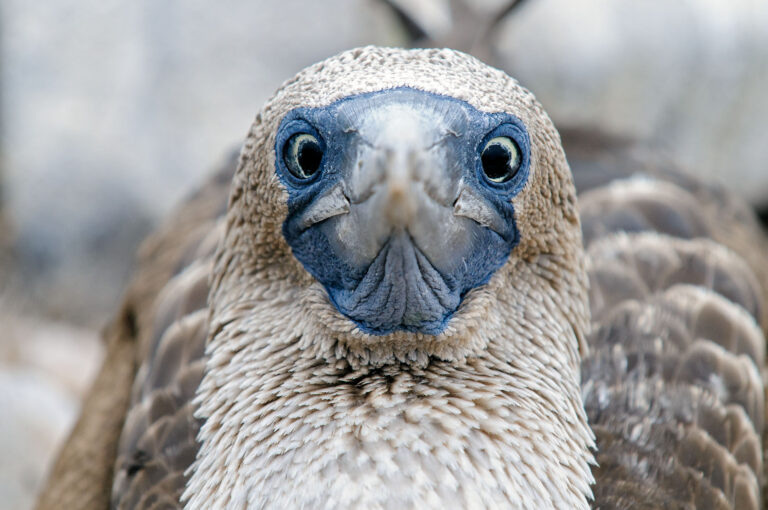 Portrait of a blue-footed booby