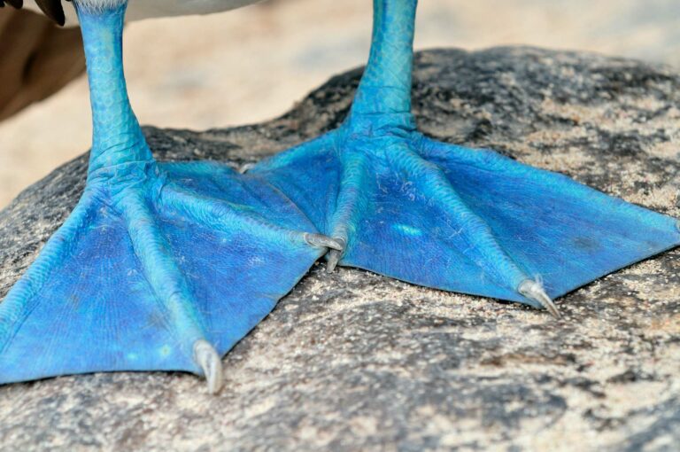 Blue feet of blue-footed booby.