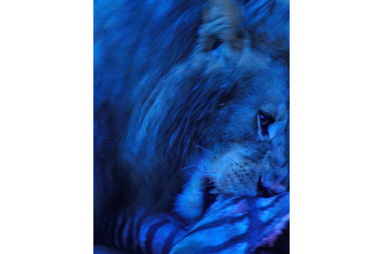 Male lion eats from zebra kill in blue hour