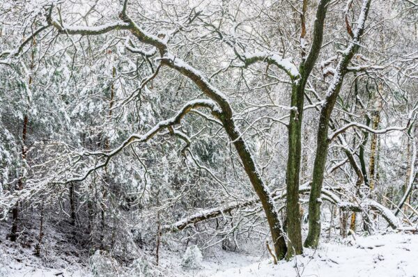Met sneeuw bedekte boom