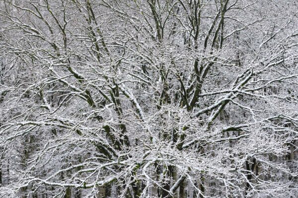 Besneeuwde boom