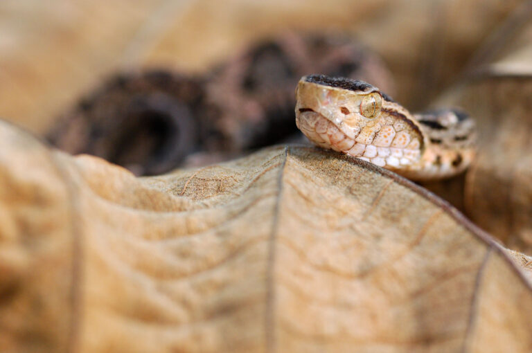 Snake on Cecropia leaf