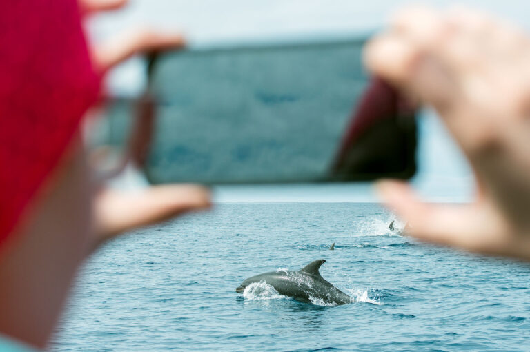 Bottle-nose dolphin being photographed with a telephone.