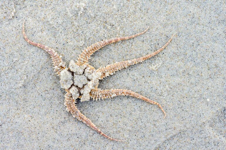 A brittle star from above on a dry beach