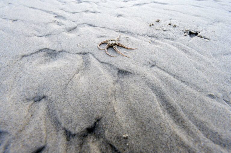 Brittle star on sand with hole where it came out just visible on the right