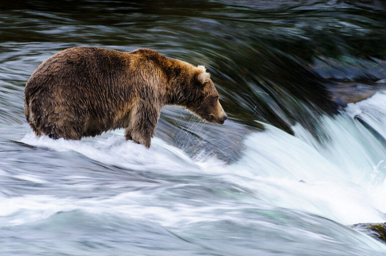 Een bruine beer staat in een waterval.