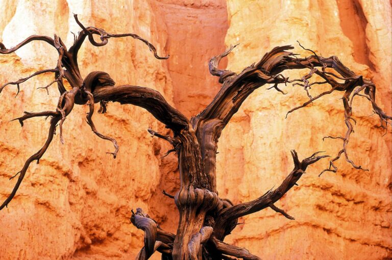 Dode boom tegen achtergrond oranje gesteente van Bryce Canyon