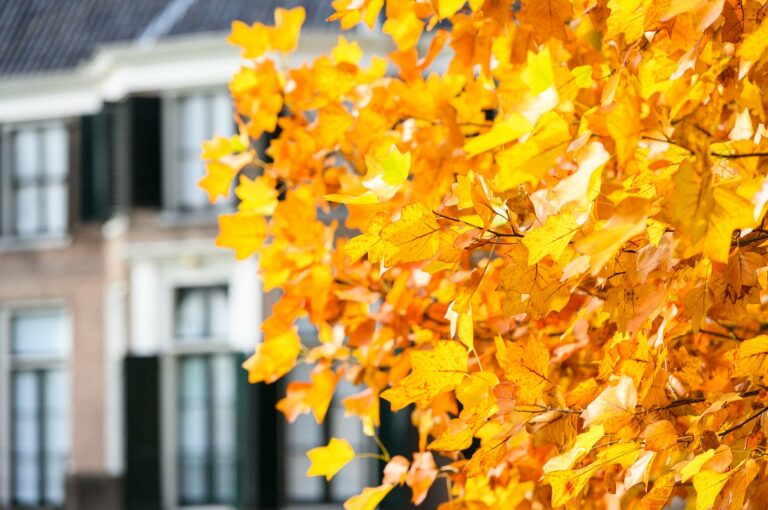 Herfstige gele bladeren van een ginkgo en in achtergrond landhuis Boekesteyn.