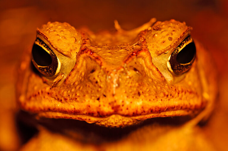 Portrait of a cane toad