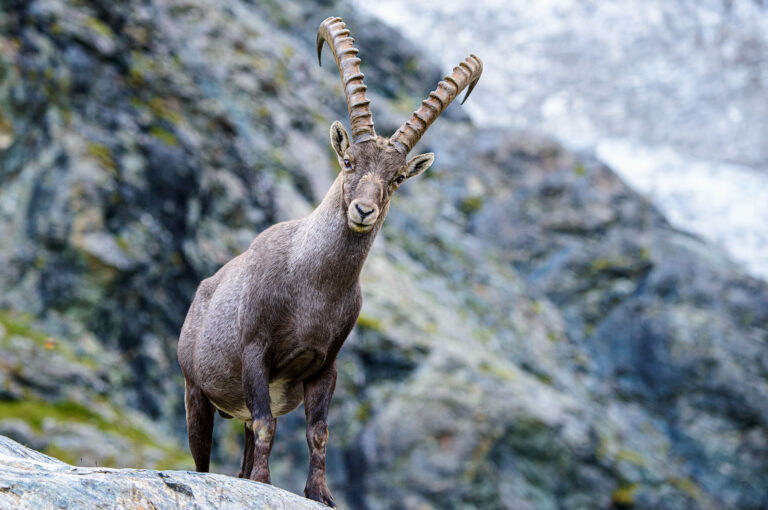 Male alpine ibex