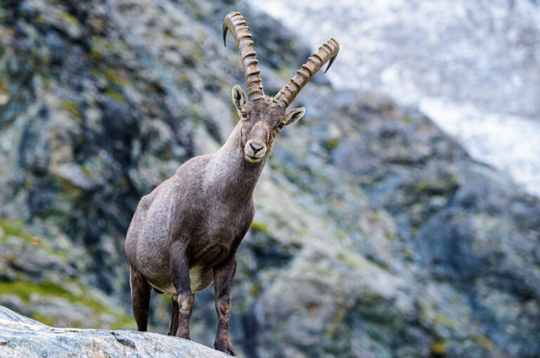 Steenbok mannetje