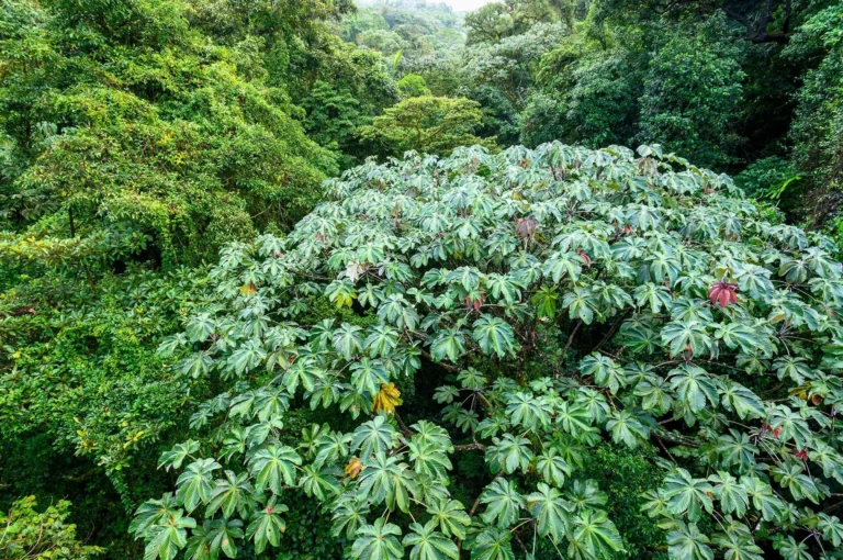Cecropia boom